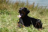 DOBERMANN 1154